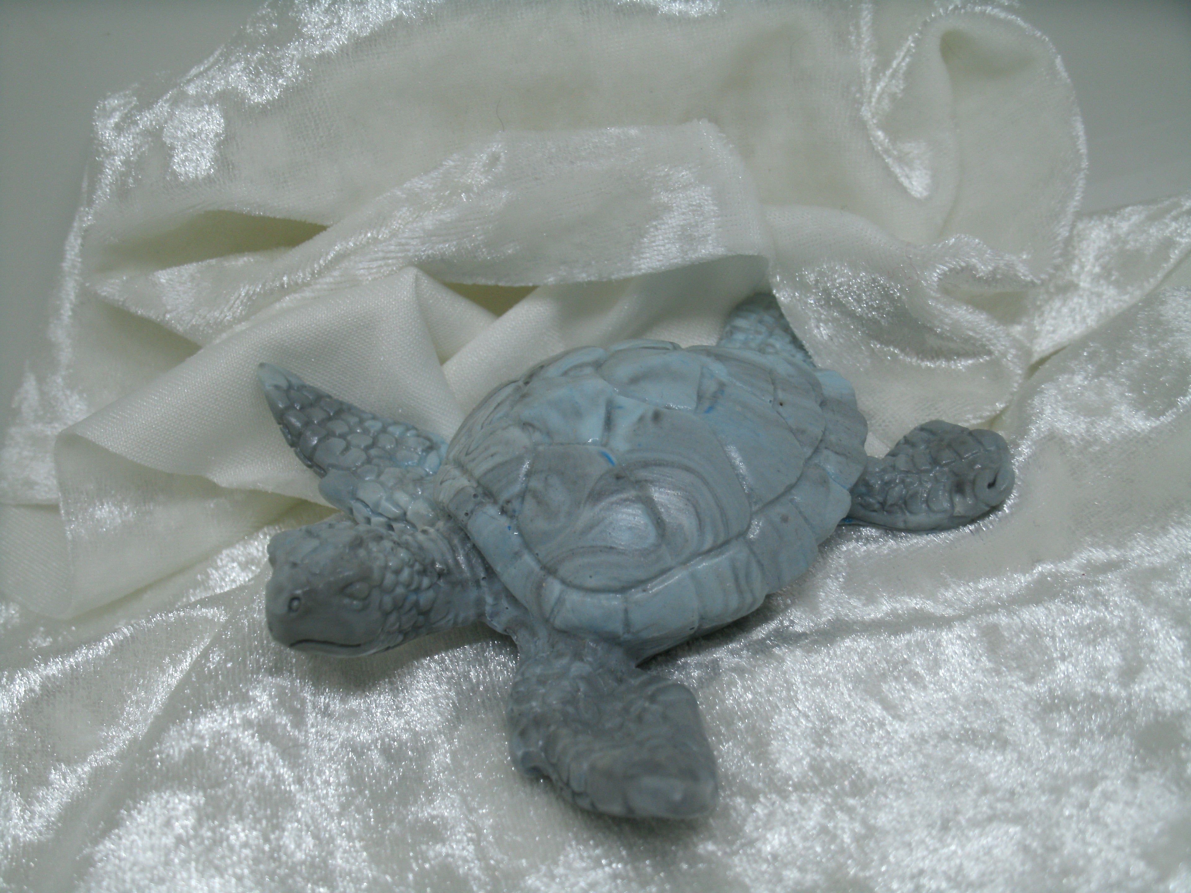 tortue